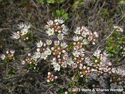 Sand Myrtle